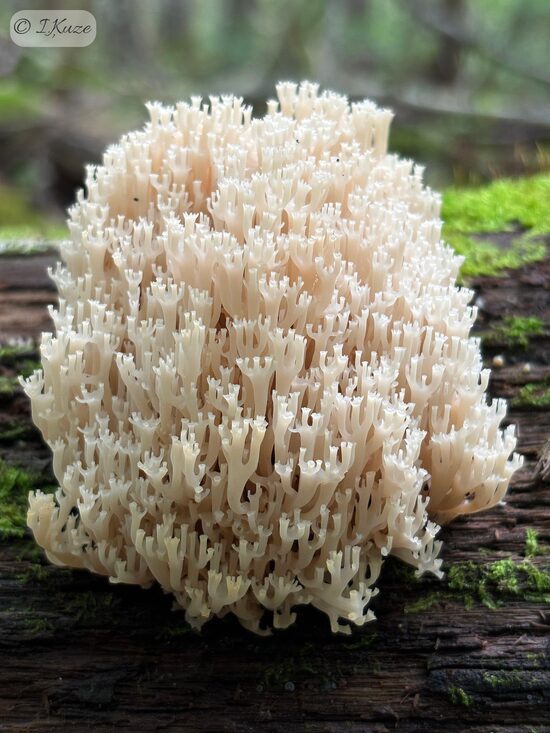 Artomyces pyxidatus